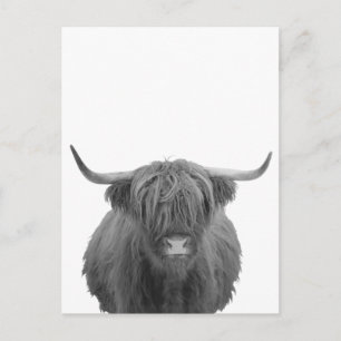 Highland Koe Scotland Rustic Black White Briefkaart