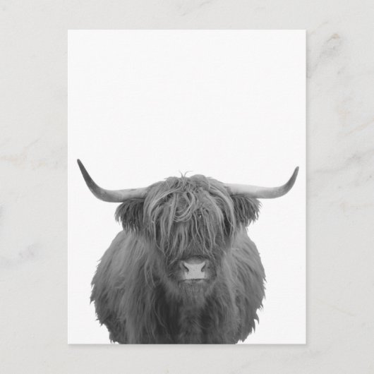 Highland Koe Scotland Rustic Black White Briefkaart (Voorkant)