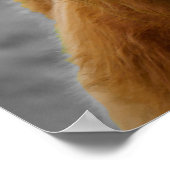 Highland Koe Scotland Rustic Black White Poster (Hoek)