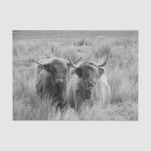 Highland Koe Scotland Rustic Black White Tissue Tissuepapier (Voorkant)