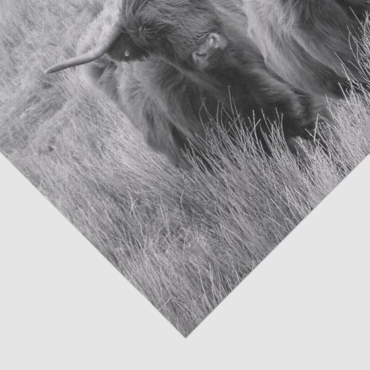 Highland Koe Scotland Rustic Black White Tissue Tissuepapier (Detail)