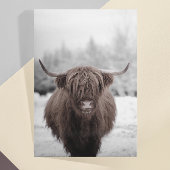 Highland Koe Scotland Rustic Boerderij Briefkaart