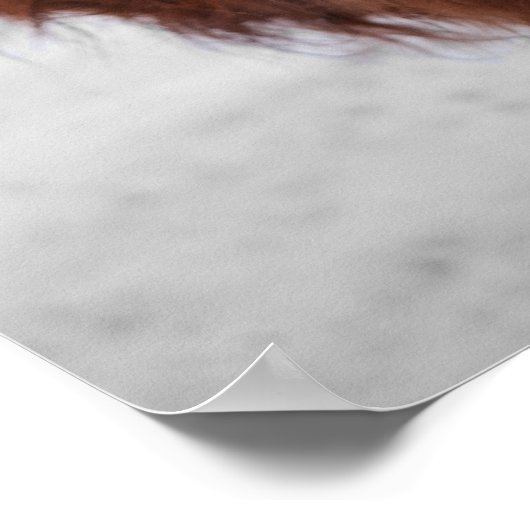 Highland Koe Scotland Rustic Boerderij Poster (Hoek)