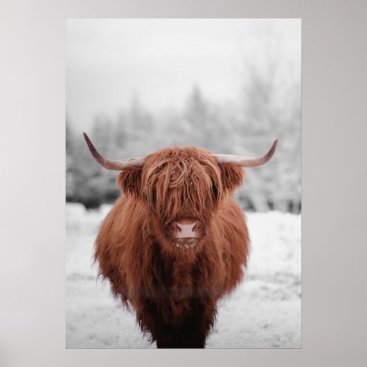 Highland Koe Scotland Rustic Boerderij Poster (Voorkant)