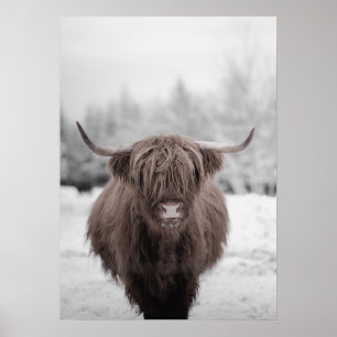 Highland Koe Scotland Rustic Boerderij Poster