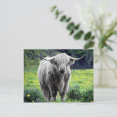 Highland Koe Scotland Rustic Briefkaart (Staand voorkant)