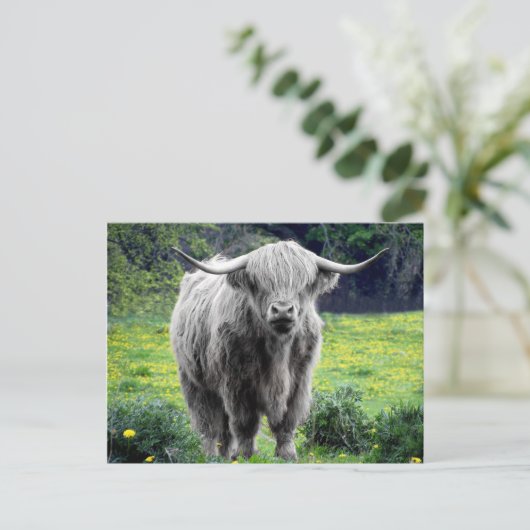 Highland Koe Scotland Rustic Briefkaart (Staand voorkant)