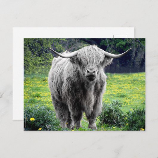 Highland Koe Scotland Rustic Briefkaart (Voorkant / Achterkant)