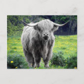 Highland Koe Scotland Rustic Briefkaart (Voorkant)