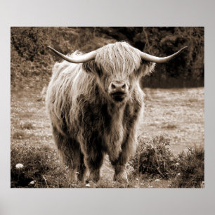 Highland Koe Scotland Rustic Brown monotone Poster