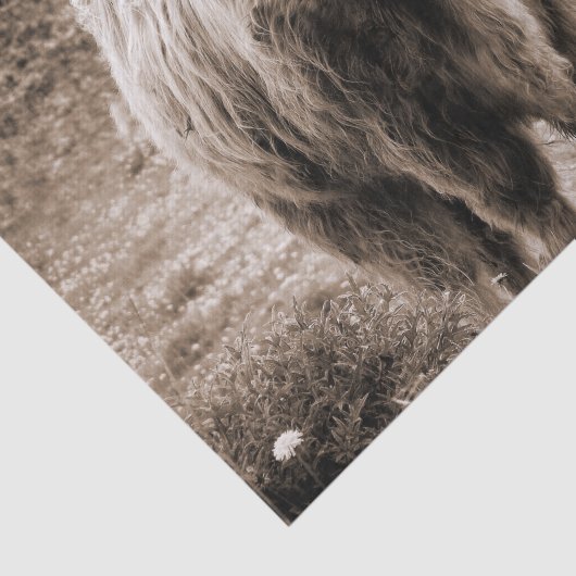 Highland Koe Scotland Rustic Brown monotone Tissuepapier (Detail)