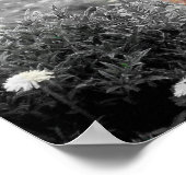 Highland Koe Scotland Rustic Poster Black White (Hoek)