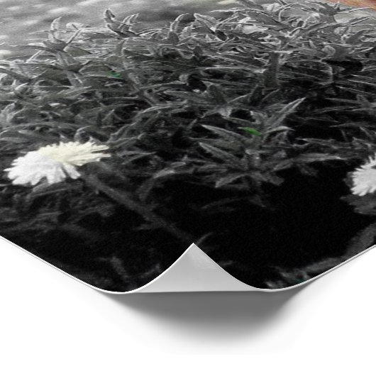 Highland Koe Scotland Rustic Poster Black White (Hoek)