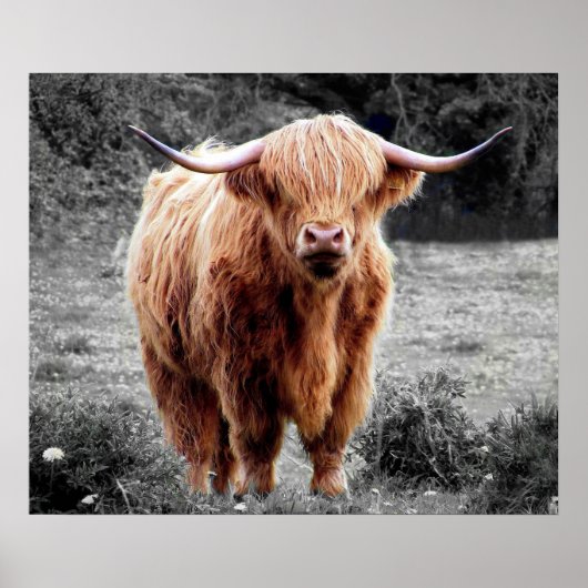 Highland Koe Scotland Rustic Poster Black White (Voorkant)