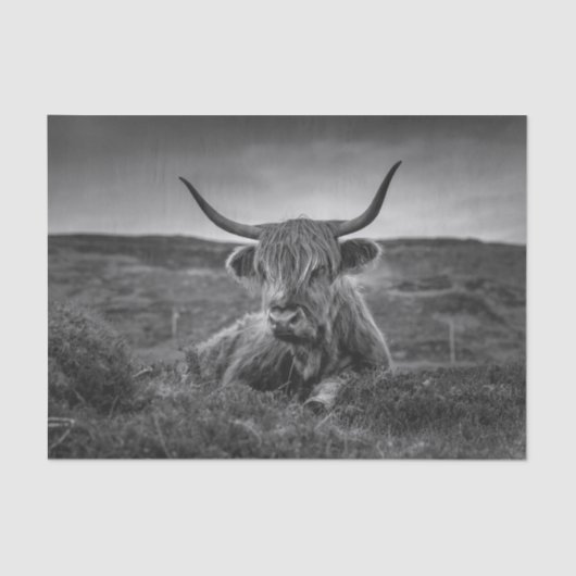 Highland Koe Scotland Rustic Tissue Paper Tissuepapier (Voorkant)