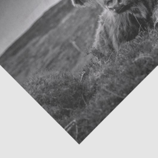 Highland Koe Scotland Rustic Tissue Paper Tissuepapier (Detail)