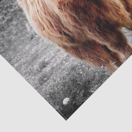 Highland Koe Scotland Rustic Tissuepapier (Detail)