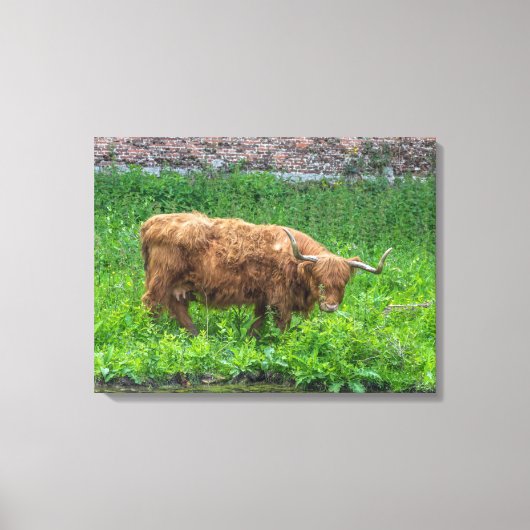 Highland koe uitzicht canvas print (Voorkant)