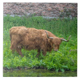 Highland koe uitzicht keramische tegel tegeltje