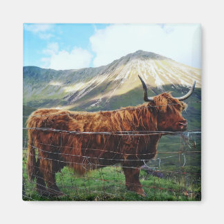 Highland Koe Vierkante Magneet - Schotse Wilde Die