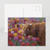Highland Koe voorjaarstulpen Briefkaart (Voorkant / Achterkant)