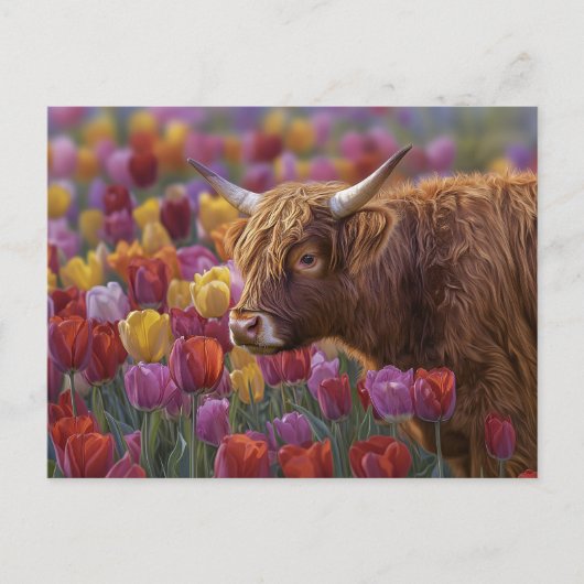 Highland Koe voorjaarstulpen Briefkaart (Voorkant)