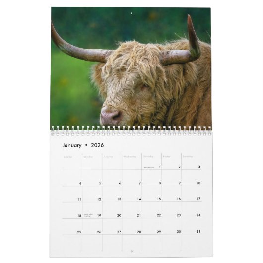Highland Koeien 2025 Kalender (Jan 2026)