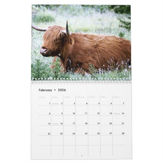 Highland Koeien 2025 Kalender (Feb 2026)