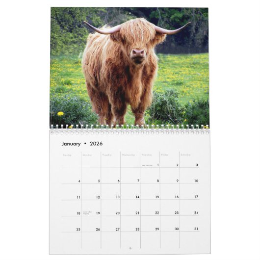 Highland Koeien 2025 Kalender (Jan 2026)