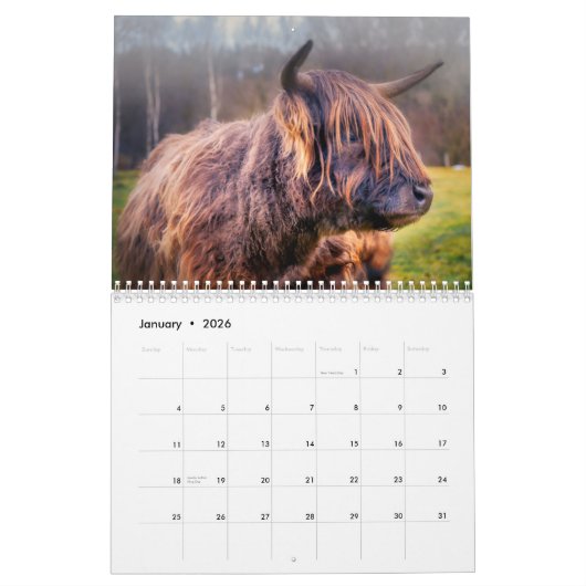 Highland Koeien 2025 Kalender (Jan 2026)