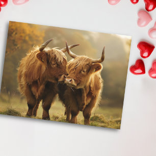 Highland Koeien in liefde Briefkaart