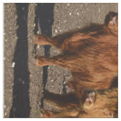 Highland Koeien Photo Collage Stof (Swatch)