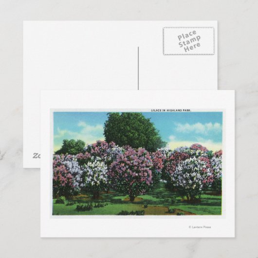 Highland Park Lilacs in Bloom Briefkaart (Voorkant / Achterkant)
