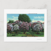 Highland Park Lilacs in Bloom Briefkaart (Voorkant)
