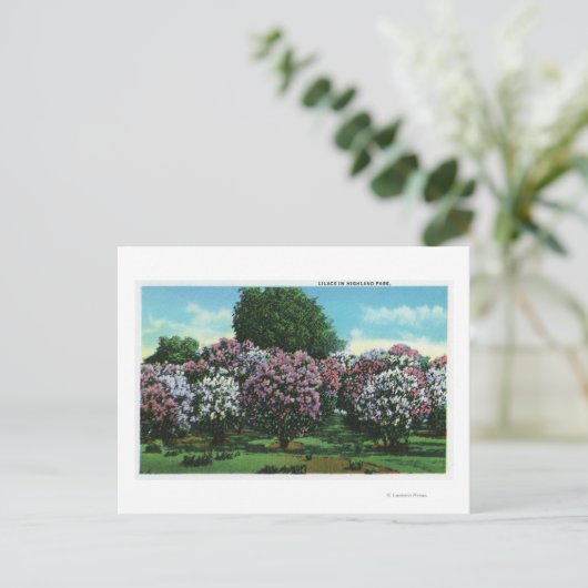Highland Park Lilacs in Bloom Briefkaart (Staand voorkant)