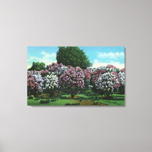 Highland Park Lilacs in Bloom Canvas Afdruk (Voorkant)