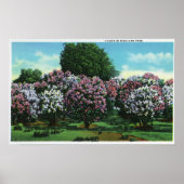 Highland Park Lilacs in Bloom Poster (Voorkant)