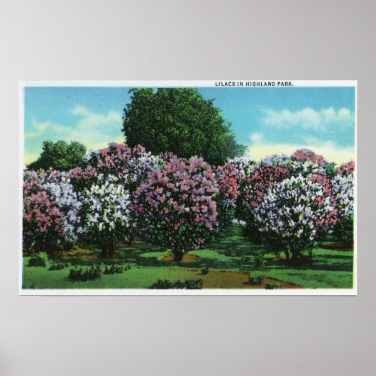 Highland Park Lilacs in Bloom Poster (Voorkant)