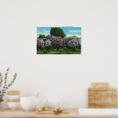 Highland Park Lilacs in Bloom Poster (Keuken)