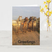 Highland pony Groeten Kaart (Gele Bloem)