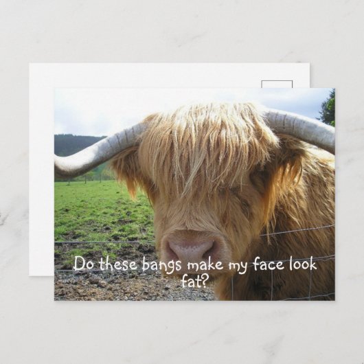 Highland Steer Funny Briefkaart (Voorkant / Achterkant)