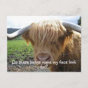 Highland Steer Funny Briefkaart