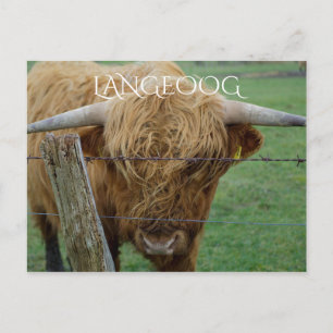 Highland Steer, Langeoog Island, Frisian Islands Briefkaart