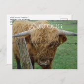 Highland Steer, Langeoog Island, Frisian Islands Briefkaart (Voorkant / Achterkant)