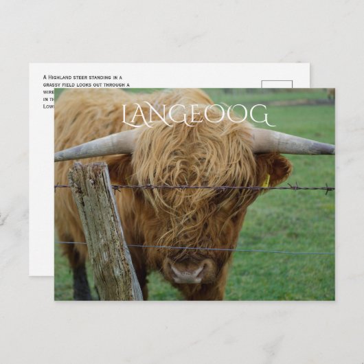 Highland Steer, Langeoog Island, Frisian Islands Briefkaart (Voorkant / Achterkant)