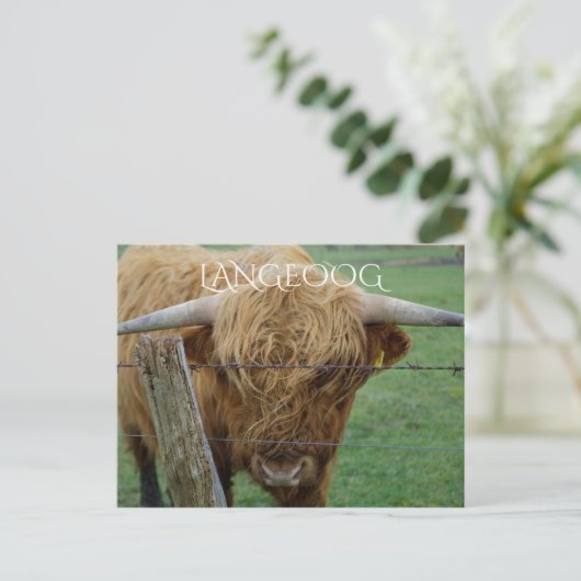 Highland Steer, Langeoog Island, Frisian Islands Briefkaart (Staand voorkant)