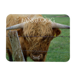 Highland Steer, Langeoog Island, Frisian Islands Magneet