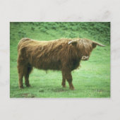 Highland Steer, Mull-eiland, Inner Briefkaart (Voorkant)