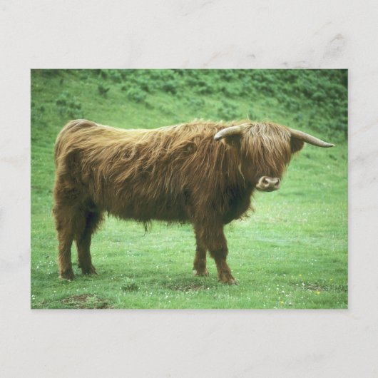 Highland Steer, Mull-eiland, Inner Briefkaart (Voorkant)