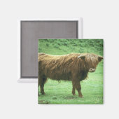 Highland Steer, Mull-eiland, Inner Magneet (Voorkant / Achterkant)